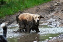 1a550a9eb15c87971dbd9477880ace29_246