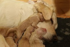 1ace7d5e8c63b580cf7cf8046a45c817_246x164_fill