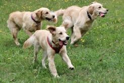 1b090daf6d41392a4ed99982be48e710_246