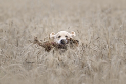 1b0aa5820ee01b2652f748f6b403d893_246