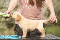 1c3c6def98e53d100117bad62fecc0fe_195x130_fill