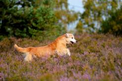 1c4495a6c5e5403a771107da084087e6_246