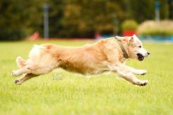 1c49bdf876bb1d4c3473881e1c6d7f18_246