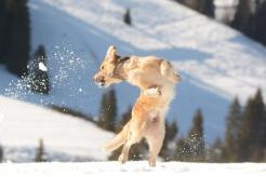 1c589c98d0ffbcaa9f499d1f2d75ecc4_246