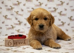 1c5e8d5cdd898aa1a3dda09836a05db4_237