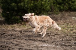 1c7b20b39d9b2d9a1f5a08d28be13564_246