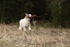 1c9b55e63bd16af88d9b6dfb2743d6c1_246