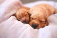 1cb2c966c1a7d12db98d0bf08c0ed4a1_195