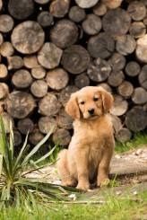 1cdba7e43f8c329ecb3c6c5b4f095ff3_164x245