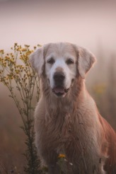 1cde244004400891acb9fd86dbe38fc9_164x246