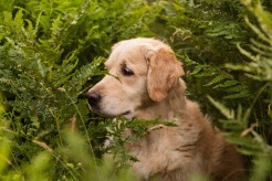 1cdf25c807e2005ddb625e993e67da82_246