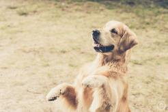 1cedc8f521b2a08028fb159f9d9a86cd_246