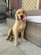 1d442f4b5681cf726862c1f186fc1465_138x184_fill