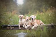 1dc69752b2ca91709da57611f9d9befc_195