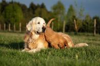 1e3bd0cb25524fcda673a3d8061f4092_195x130_fill