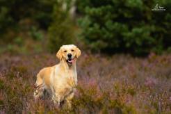 1e70e2b6caaa552bec1b4ebb94adbcda_246