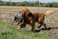 1ea172c18b984c5c846c92ab96753197_195x130_fill