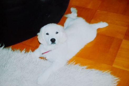 1ec8a451e11bf75280241b534526f6ad_490