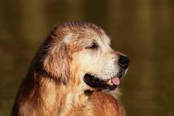 1f20b473da3c650f3e38eb71c8ed2a44_246