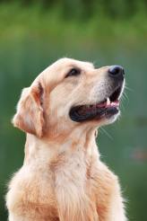 1f2f142a8286fc97dfaa2f168415e831_164x246