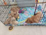 1fa115006b4083b46390167414753c8b_184