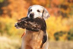 1fb4d5afdb165f8b52a4b3a5d90473bf_245