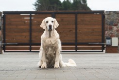 1fba6de062cd746a695898bb781a9b7e_245