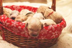 203108891b7053cc4638579349643930_245