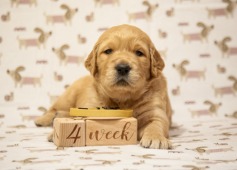 2059a26ac49e9bf193db2a5792b2db7a_237