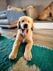 20b931d81c40e602400fbfa43ae98bcd_174x232_fill