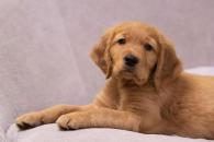 211cf3fcdcb6f13208b90ead90eb71ed_195x130_fill