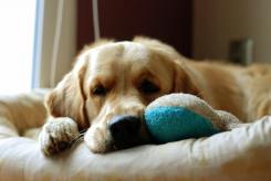 215e8d625f93b9321c49ec7d2680c349_245