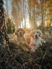 21a458f38c9f6ffb6804ed24dcd1630b_174x232_fill