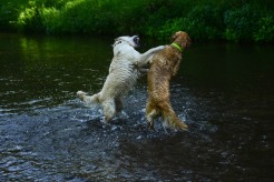 21c73e293bda1830e1df7b9907fcf50f_246