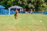 220e8d7e5967aa7abf1f12297d3e49a5_195