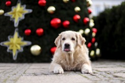 22575fbcfa4aa3a7d157878a44f4399b_246