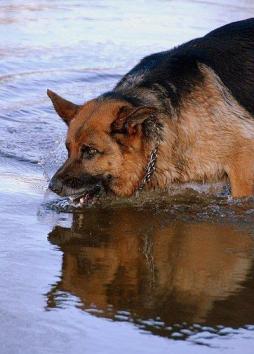 22898a238c4aae734a55f6214bf6c24f_254x354