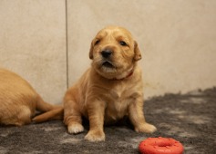 22c7b67f14267b8e6b7d4c693ae1c689_237