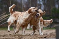 2338b48f3233727d23c7f39425b82601_194