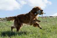 23402e794b1ae00740012e320933605e_195x130_fill