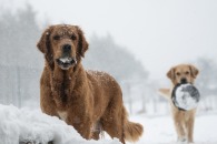 2385e1c1858e8a70a13e596da8f5c460_195