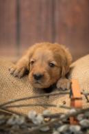 244dd73a035ad4d87fa429a68ac1248a_130x195_fill