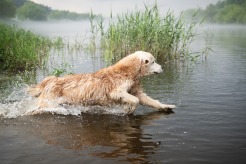 247aa1d2dd901be896e54118878053ba_246