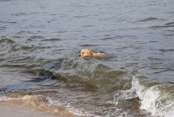 250d532943b93ffd130c607e3ed83a83_245