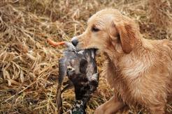 25ff9e06fafedd3985f24ae2b15e278a_246