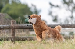 2615aa3a3cc77d7746780d0a6e739f4c_246