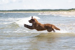 262ab269f9e3745ab71e32f605bd526c_246