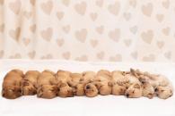 2705dc1d0bf4a00a8f4a27f0cd193945_195x130_fill