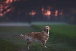 271a1c57df287c31441fd637e6f6e0ec_245