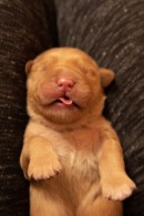 27271adcf515147b33fdd9a2fdbf7354_130x195